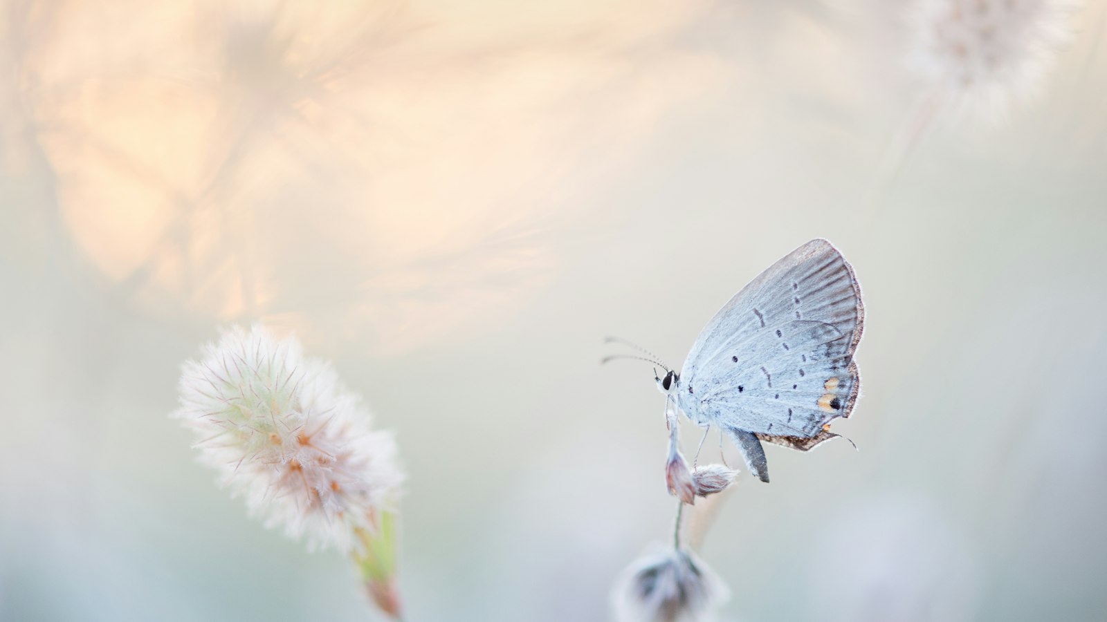 Een blauwe vlinder in zacht licht